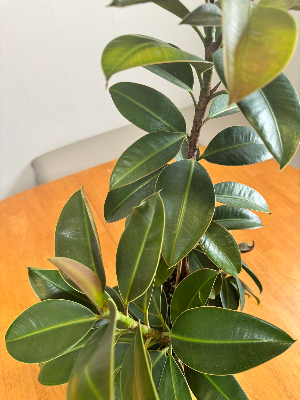 Thumbnail: Ficus elastica ‘Melany’