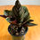 Thumbnail: Calathea PinkPinstripe