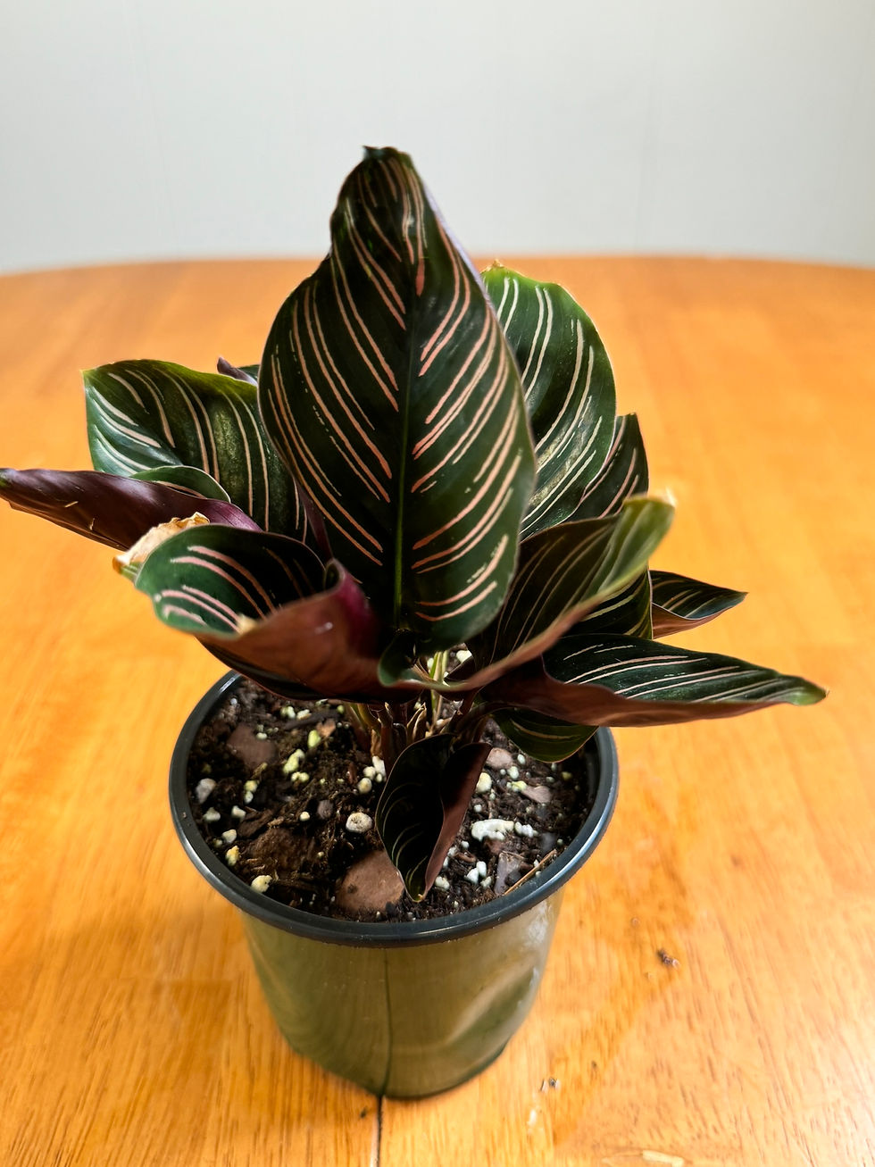 Calathea PinkPinstripe