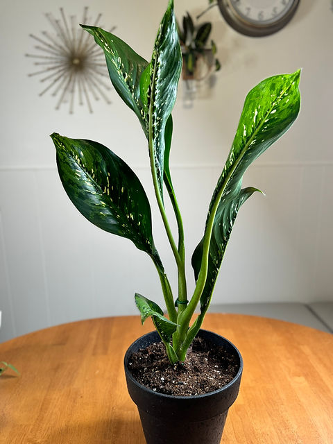 dieffenbachia houseplant Dieffenbachia, Tropic Snow 4"