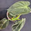 Thumbnail: Philodendron Melanochrysum