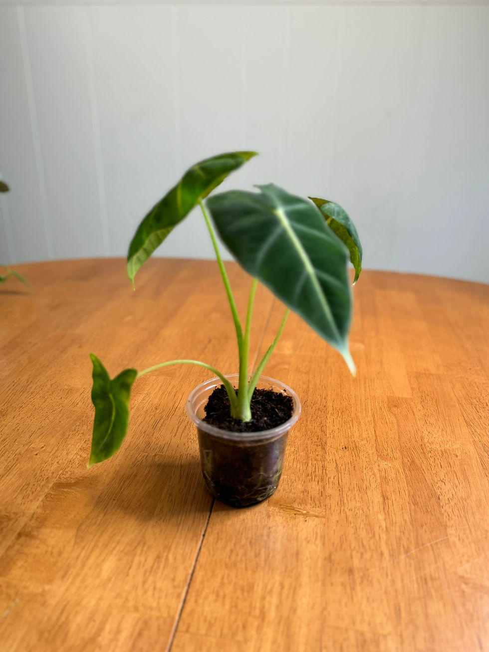 Alocasia Frydek