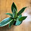 Thumbnail: Dracaena trifasciata - Grower's choice