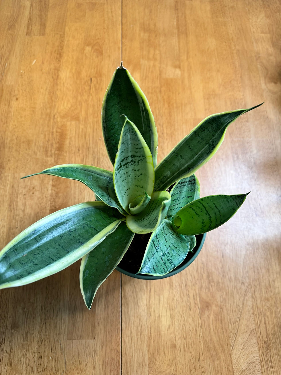 Dracaena trifasciata - Grower's choice