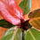 Thumbnail: Philodendron McColley's Finale