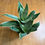 Thumbnail: Dracaena trifasciata - Grower's choice