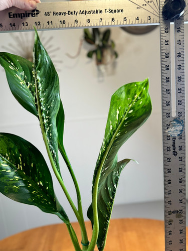 dracaena fragrans toxic to cats Dracaena fragrans Compacta Plant - Single Stem - Easy Care | Hortology