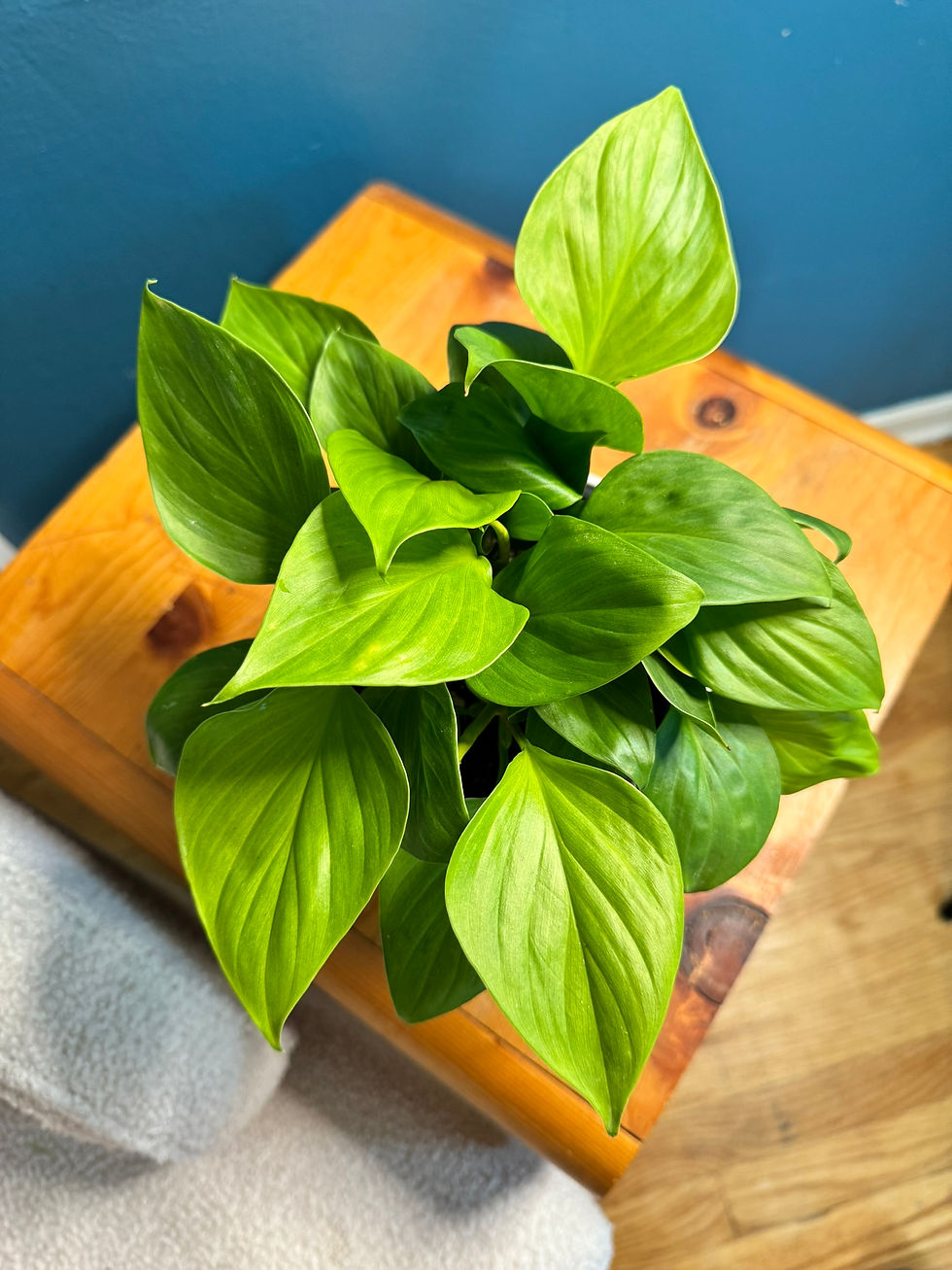 Homalomena Sunshine Gem