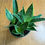 Thumbnail: Dracaena trifasciata - Grower's choice