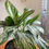 Thumbnail: Aglaonema SilverBay