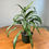 Thumbnail: Aglaonema Cutlass