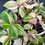 Thumbnail: Tradescantia ‘Quadricolor’