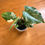 Thumbnail: Monstera Thai Constellation