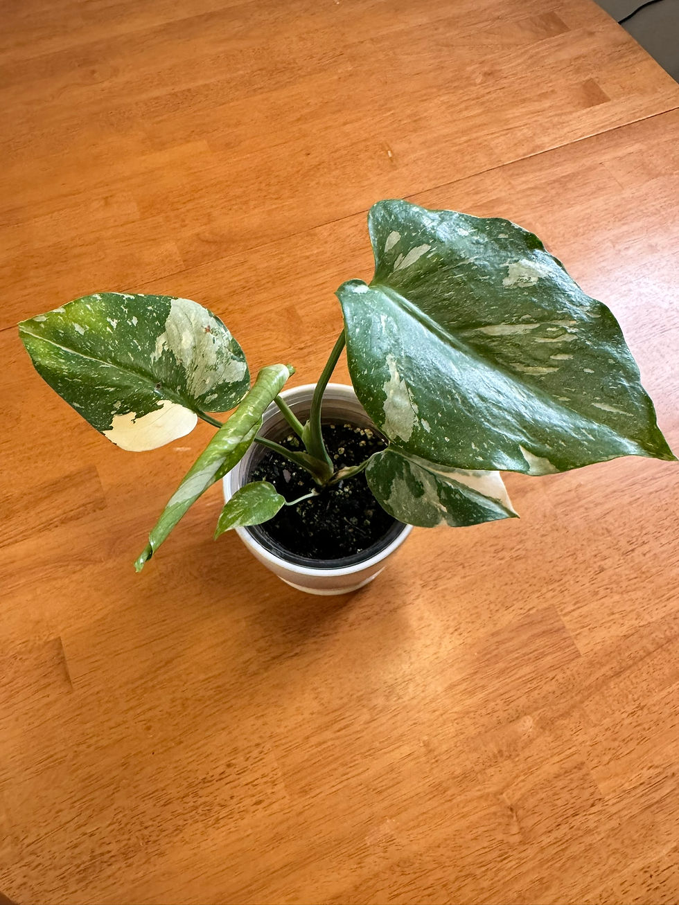 Monstera Thai Constellation