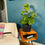 Thumbnail: Fiddle Leaf Fig