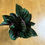 Thumbnail: Calathea PinkPinstripe