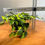 Thumbnail: Philodendron Brasil