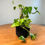 Thumbnail: Hawaiian Pothos