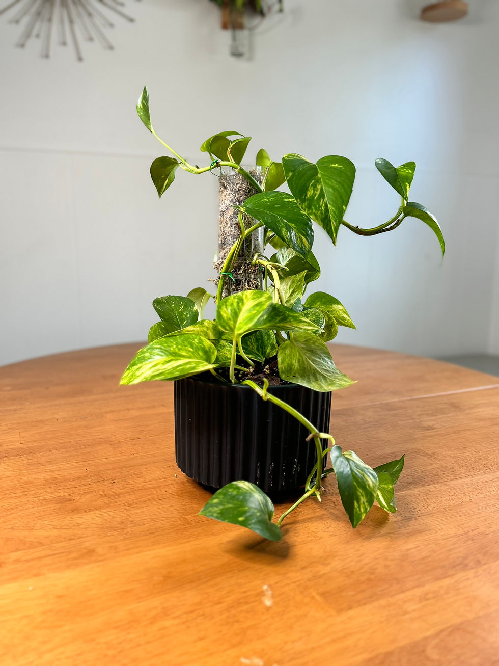 Hawaiian Pothos
