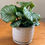 Thumbnail: Calathea Orbifolia