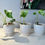Thumbnail: Monstera Albo small form_high variegation