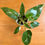 Thumbnail: Philodendron White Princess