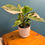 Thumbnail: Philodendron White Princess