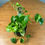 Thumbnail: Hawaiian Pothos