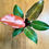 Thumbnail: Philodendron McColley's Finale