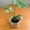 Thumbnail: Monstera Thai Constellation