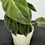 Thumbnail: Philodendron Melanochrysum
