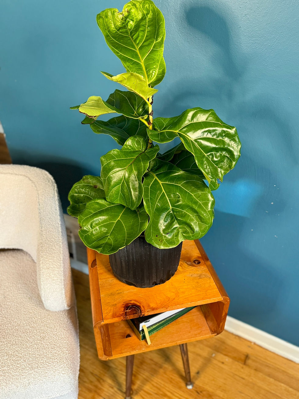 Fiddle Leaf Fig