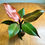 Thumbnail: Philodendron McColley's Finale