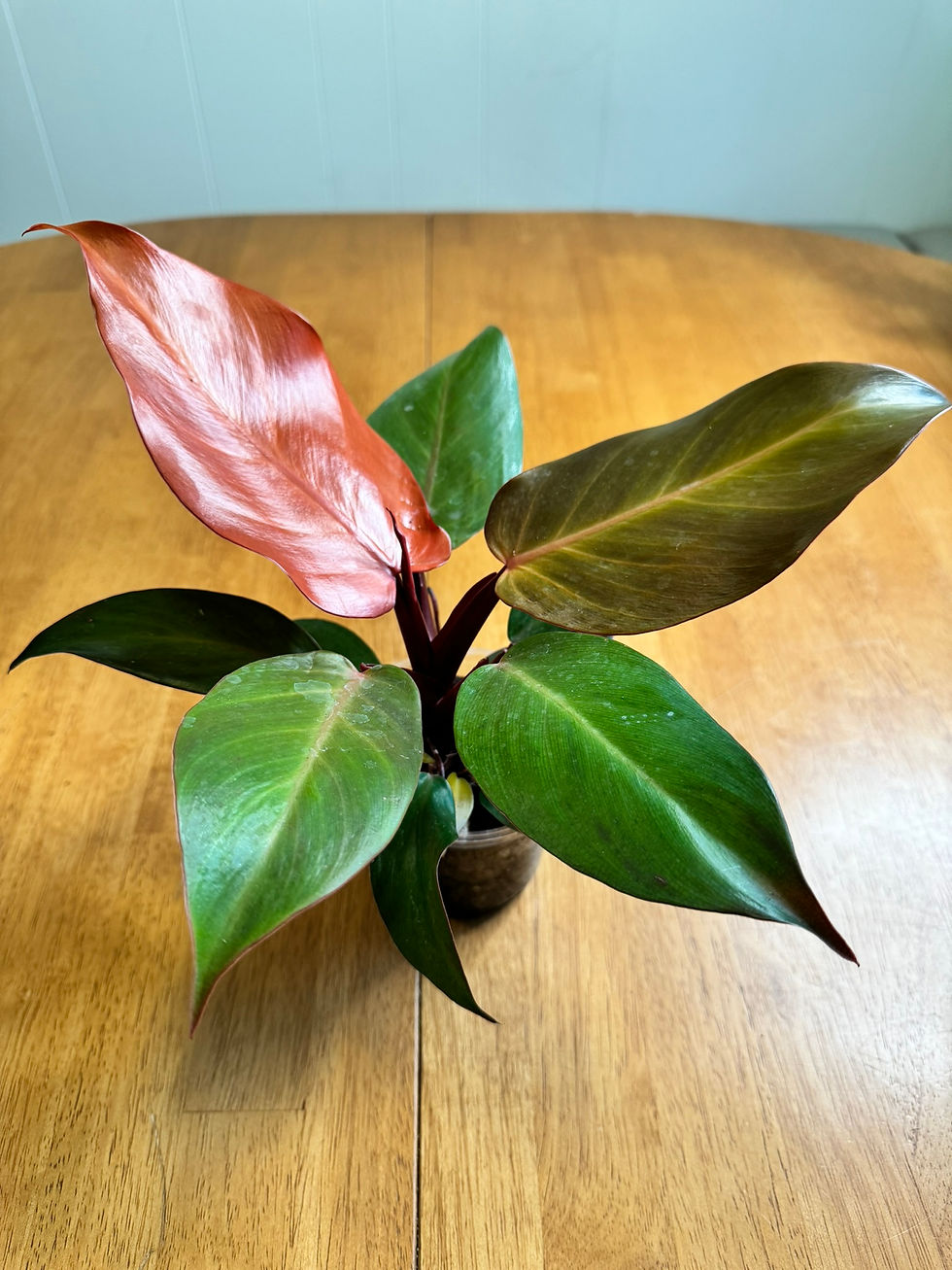 Philodendron McColley's Finale