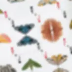 Thumbnail: MATTHEW PALLADINO - MOTHS (STRIPE EDITION)
