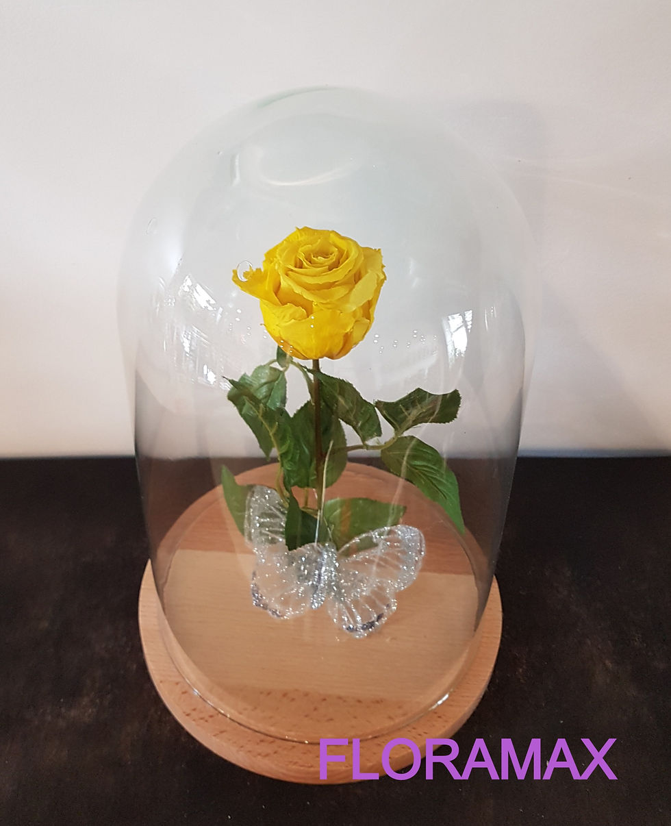 Miniature : Rose éternelle jaune