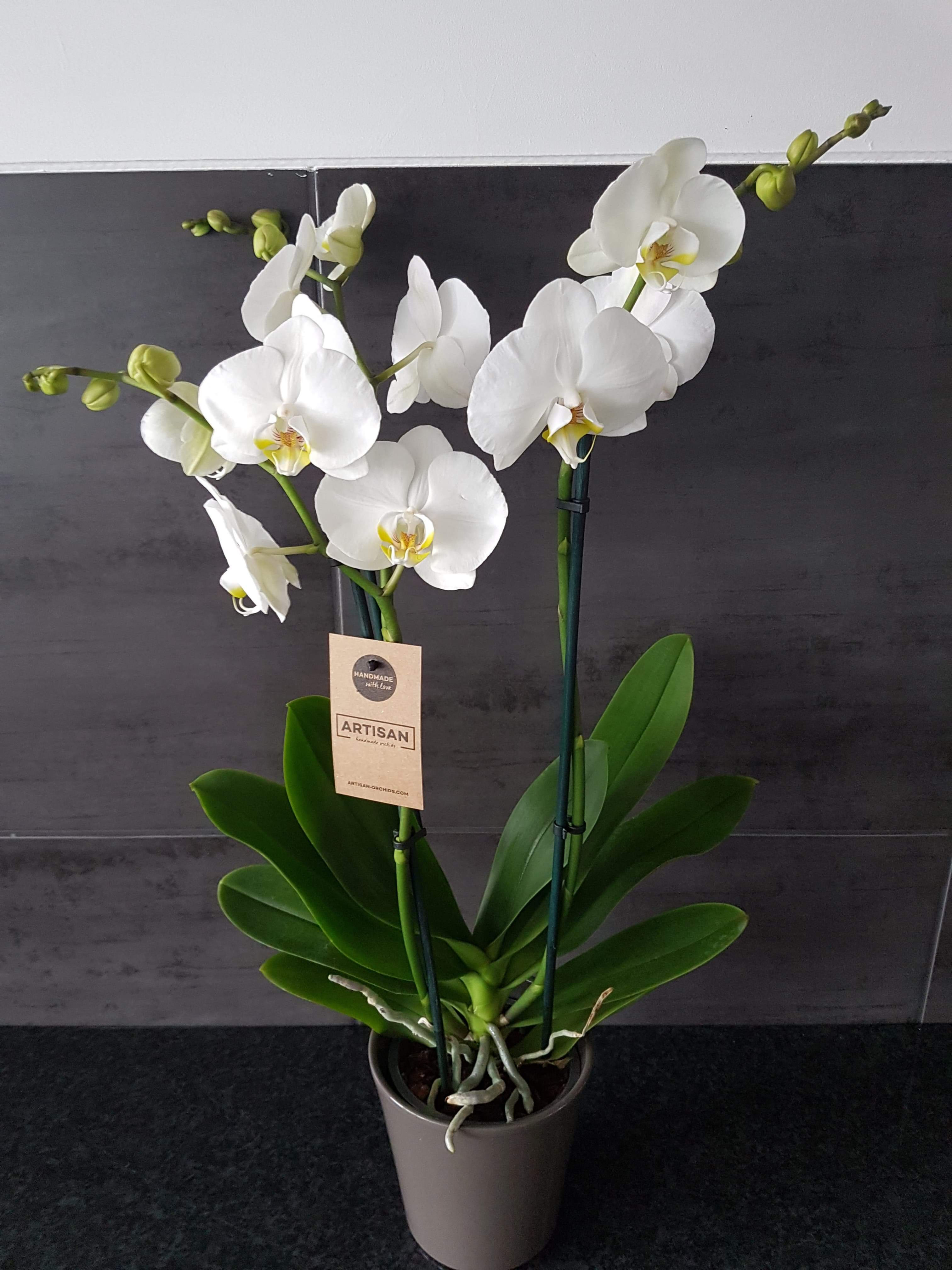 Orchidée blanche en pot