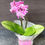 Miniature : Orchidée vase transparent