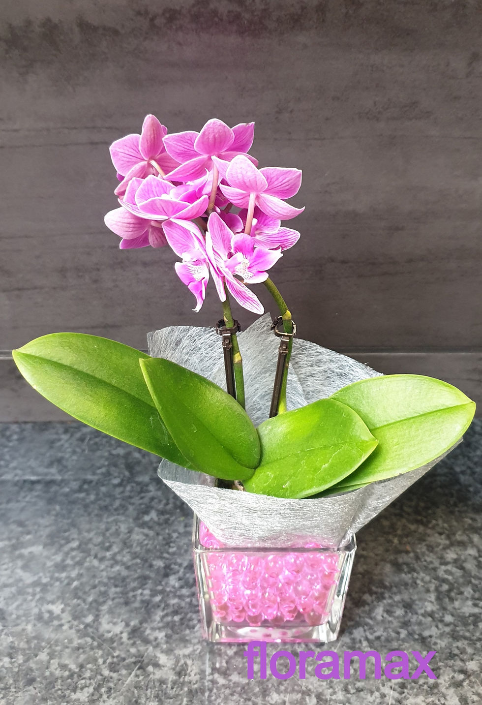 Miniature : Orchidée vase transparent