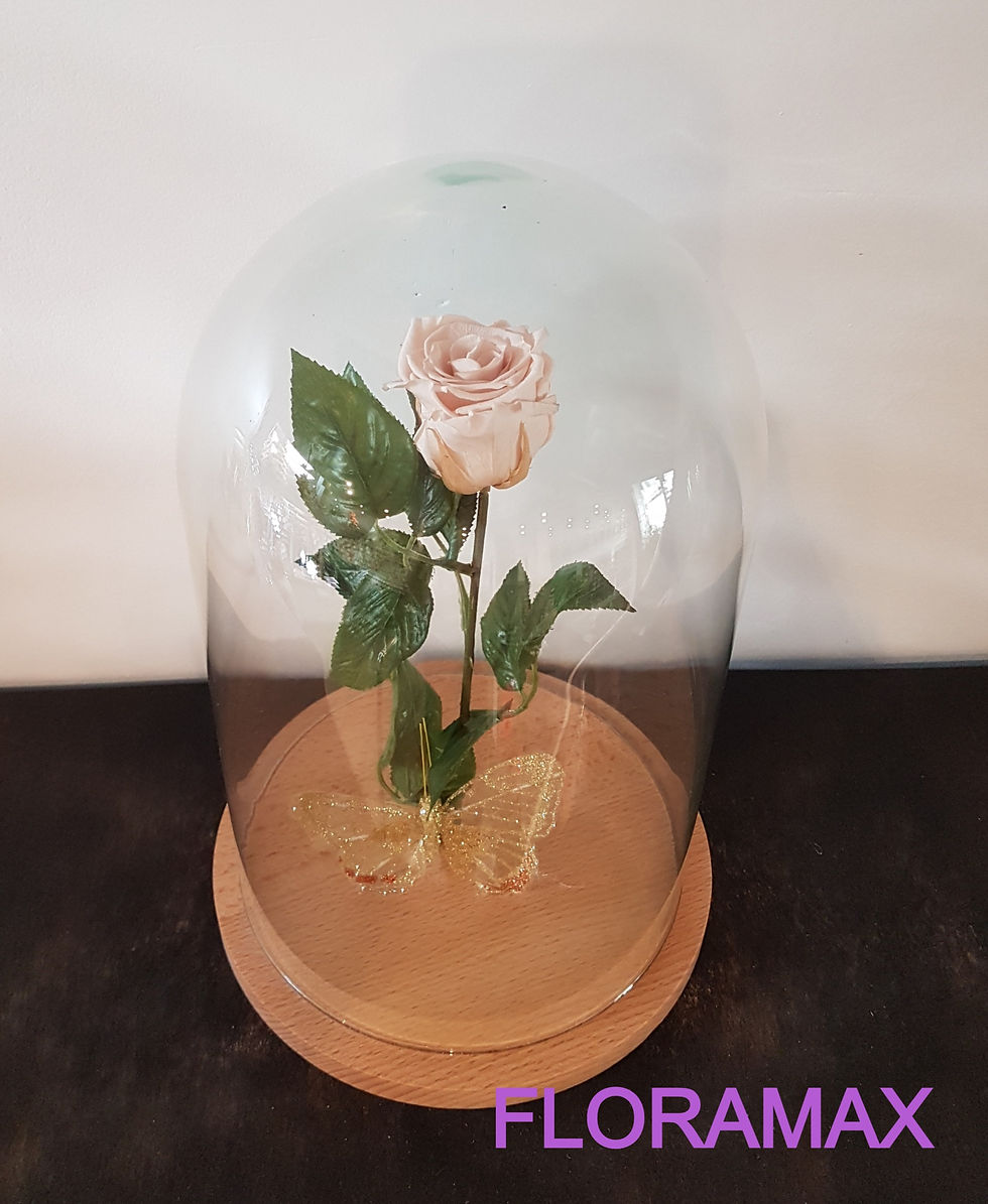 Miniature : Rose éternelle beige