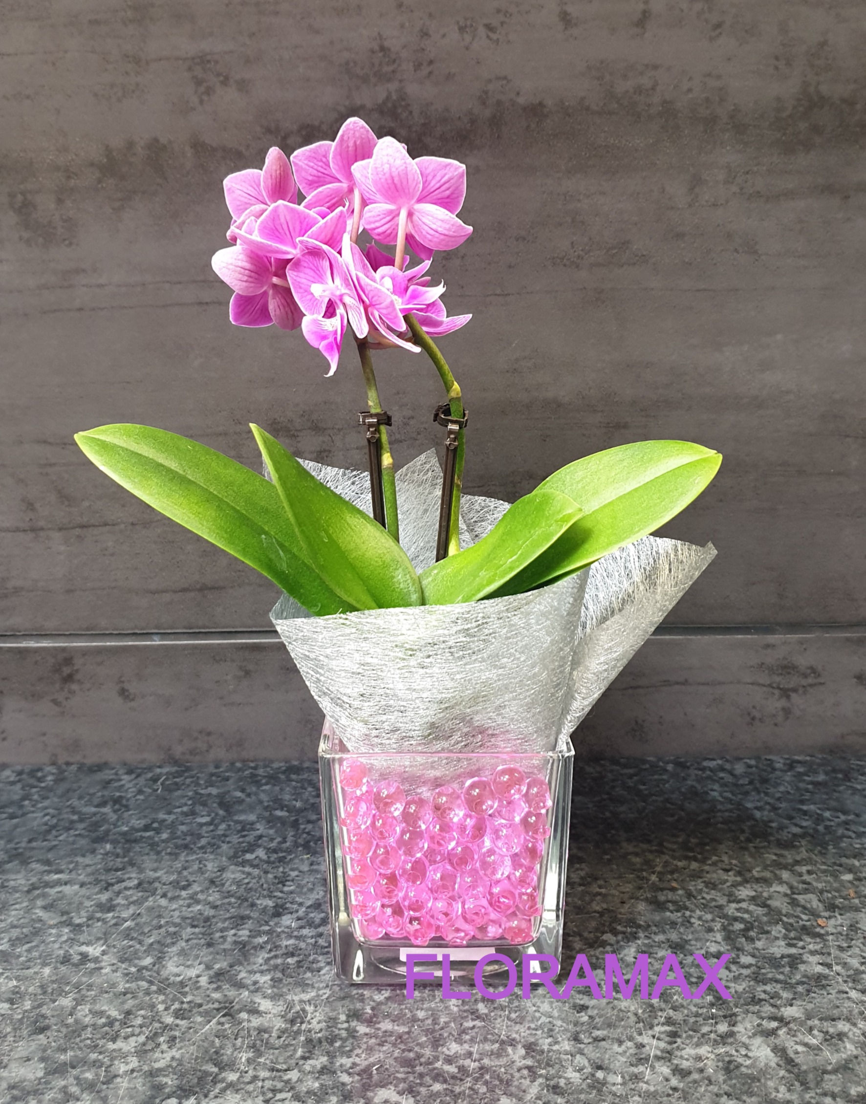 Orchidée vase transparent