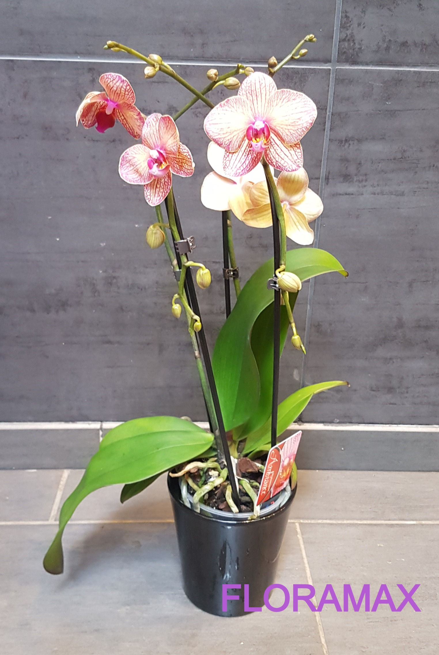 Orchidée cascade orange