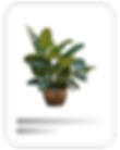 recommended product - a green plant