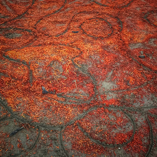 D6538B30-E996-4754-BC01-FBCA7ED2D570.jpeg