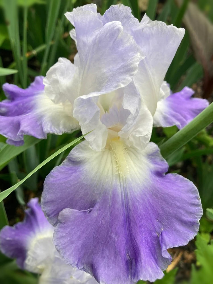 Clarence Tall Bearded Iris