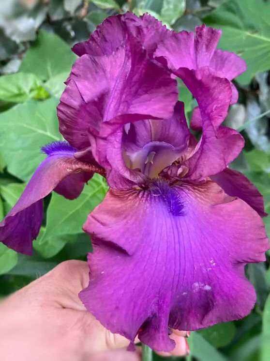 Gypsy Romance Tall Bearded Iris