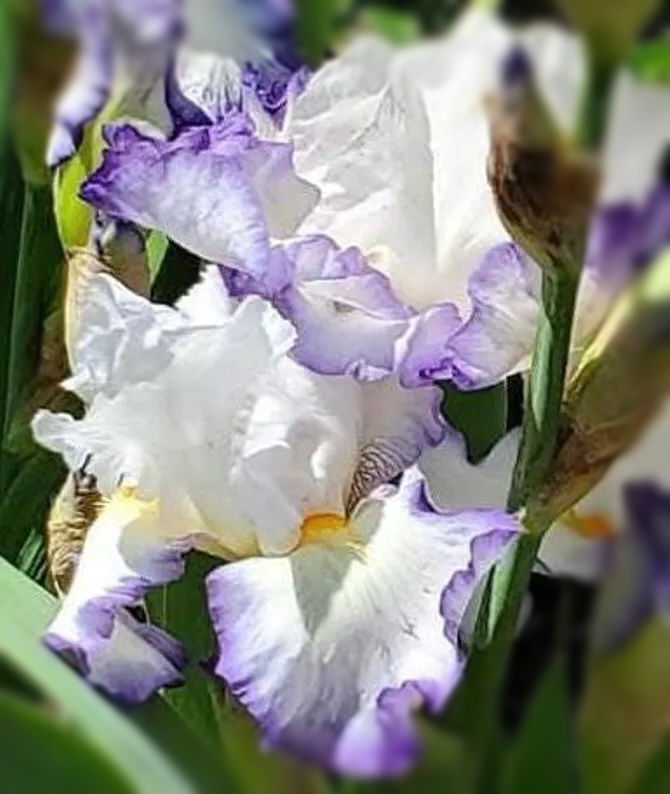 Thumbnail: Queens Circle Tall Bearded Iris 