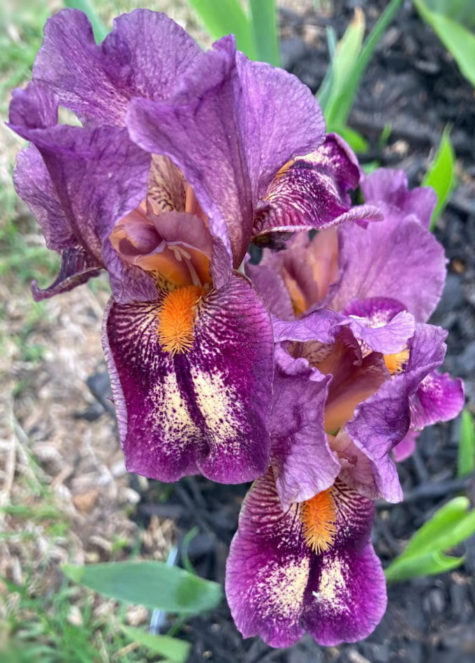 Signet Ring Intermediate Bearded Iris