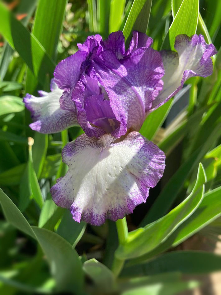 Cee Jay Intermediate Bearded Iris