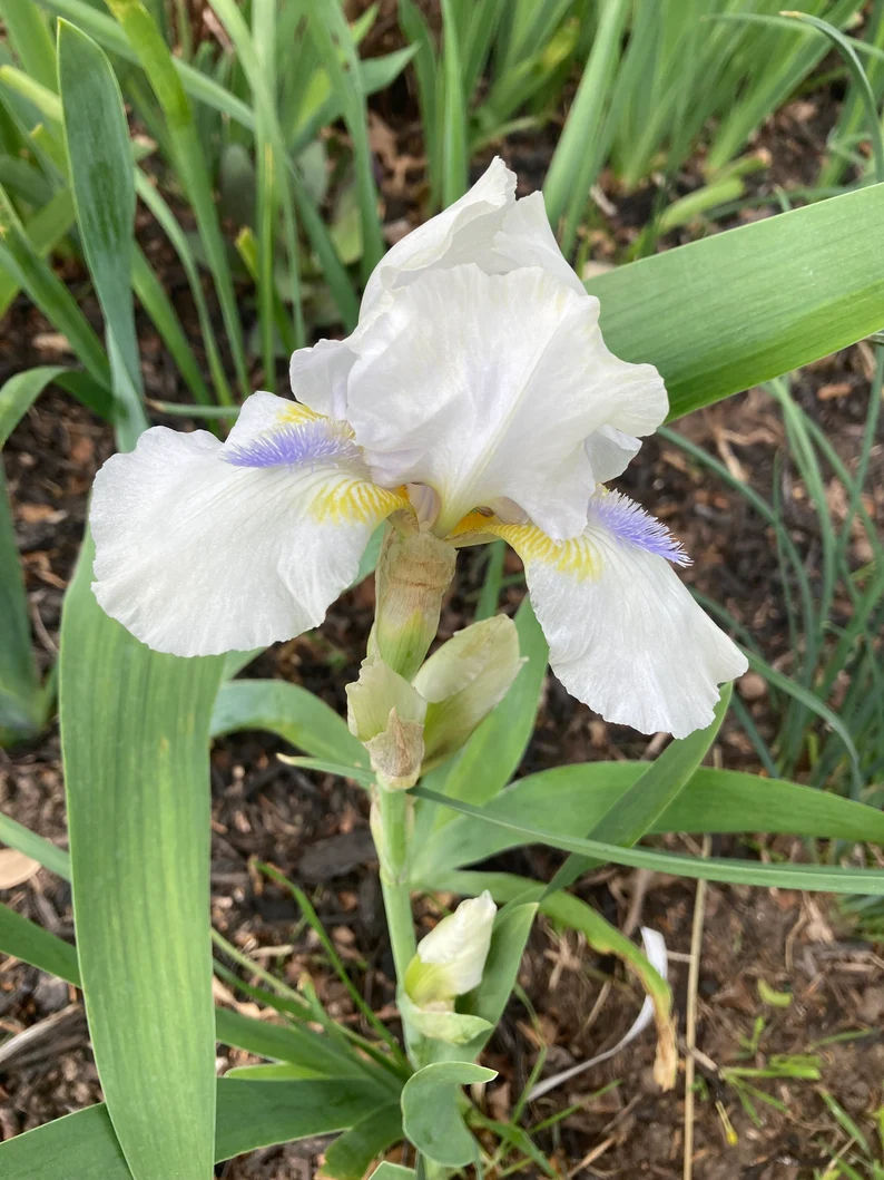 Hi Intermediate Bearded Iris